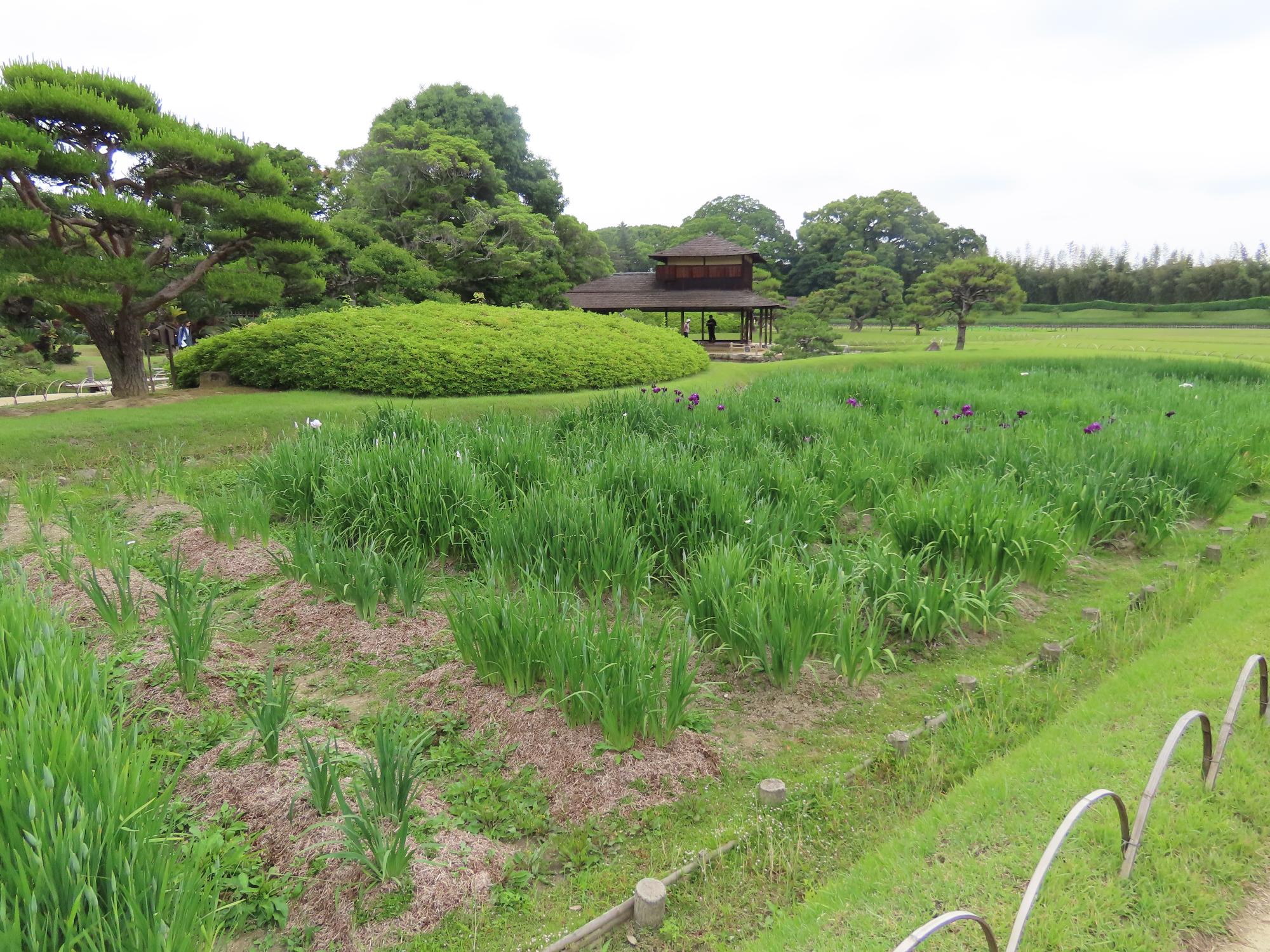 花菖蒲畑