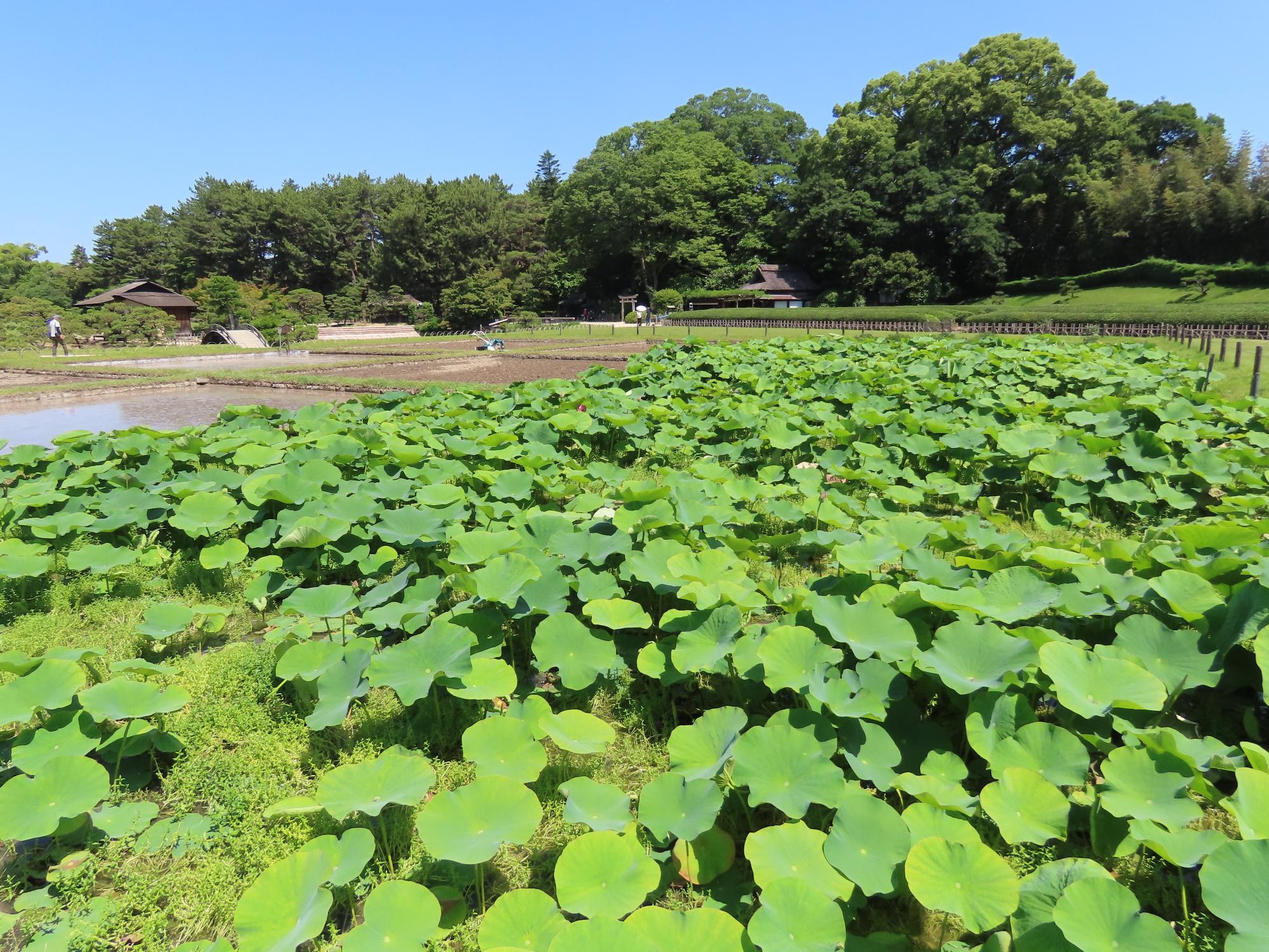 井田