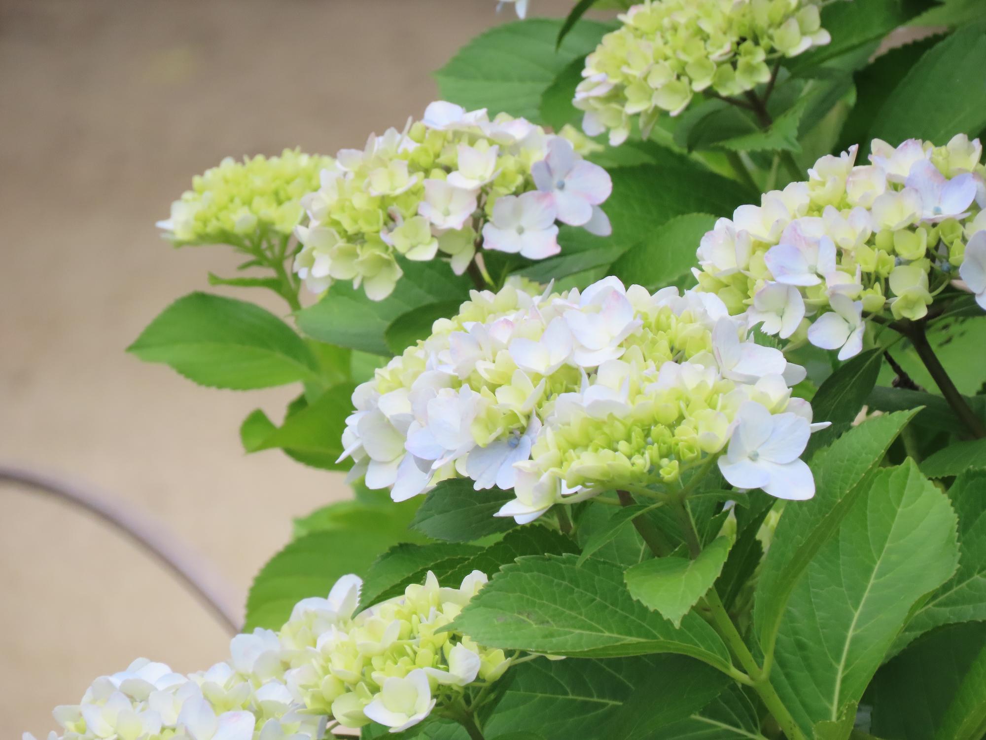 紫陽花