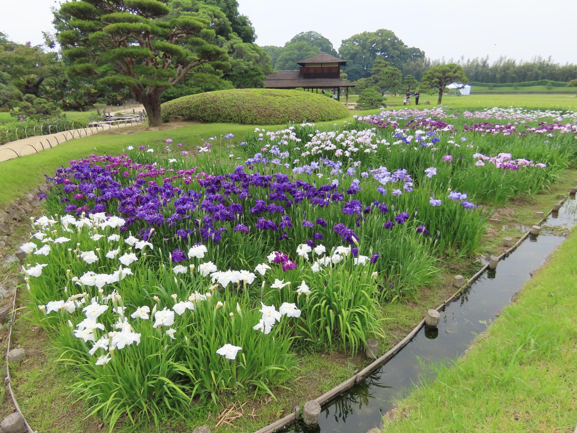 花菖蒲畑