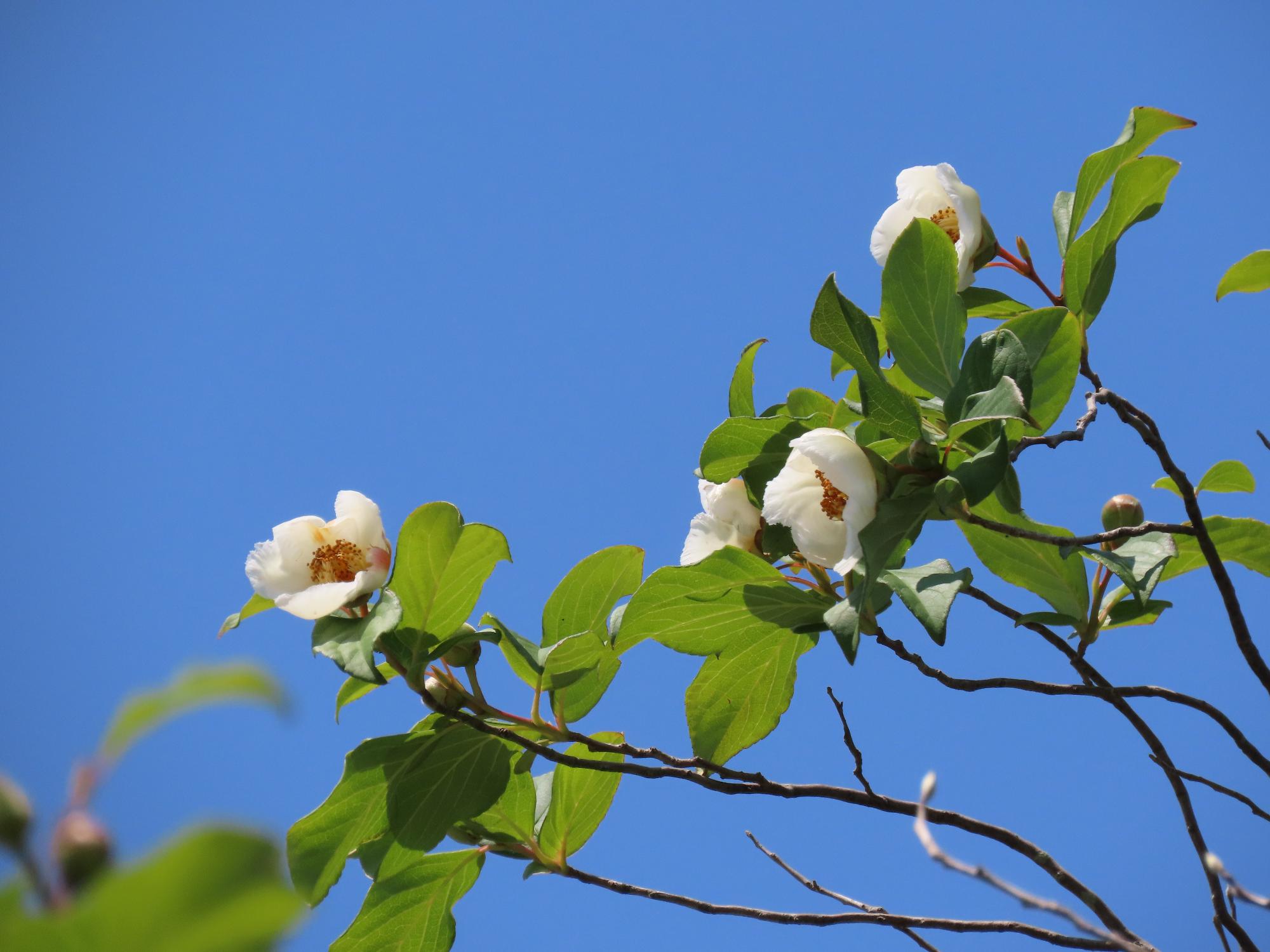 夏椿