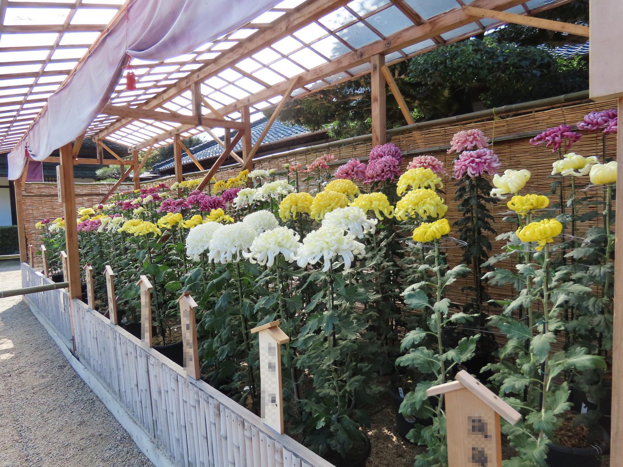 岡山県後楽園菊花大会