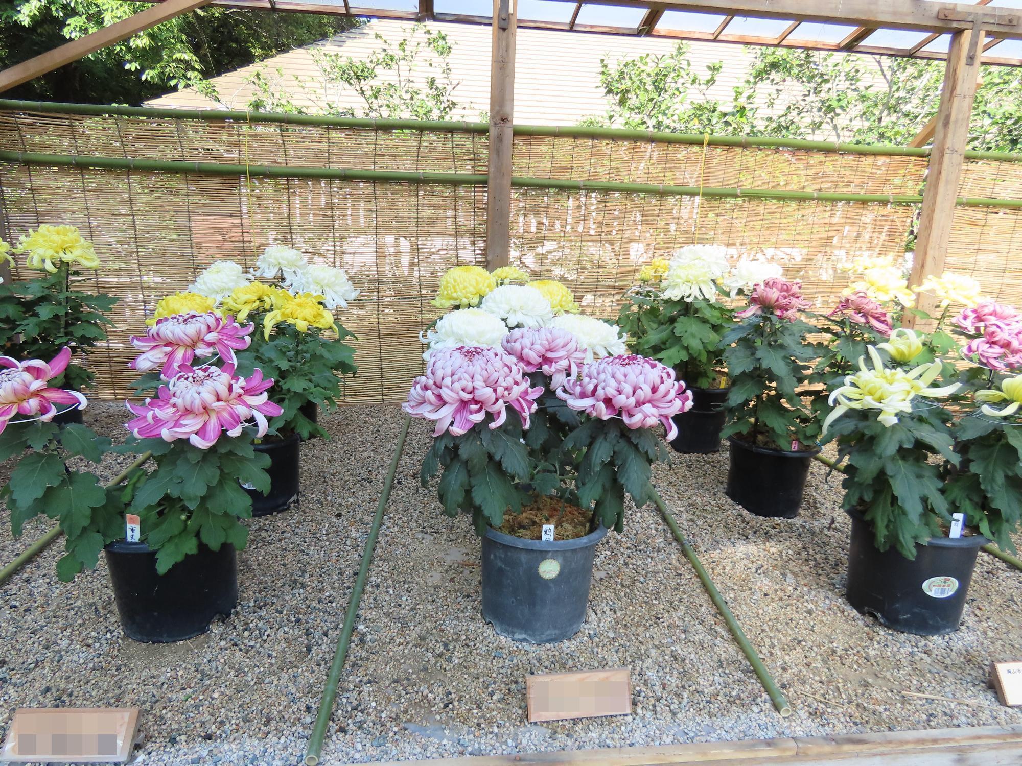 岡山県後楽園菊花大会