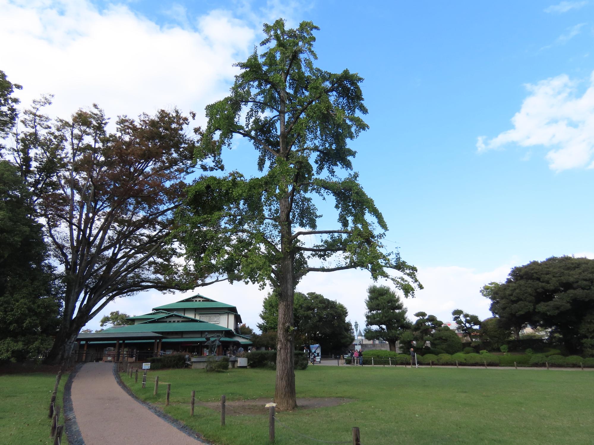 西外園の銀杏