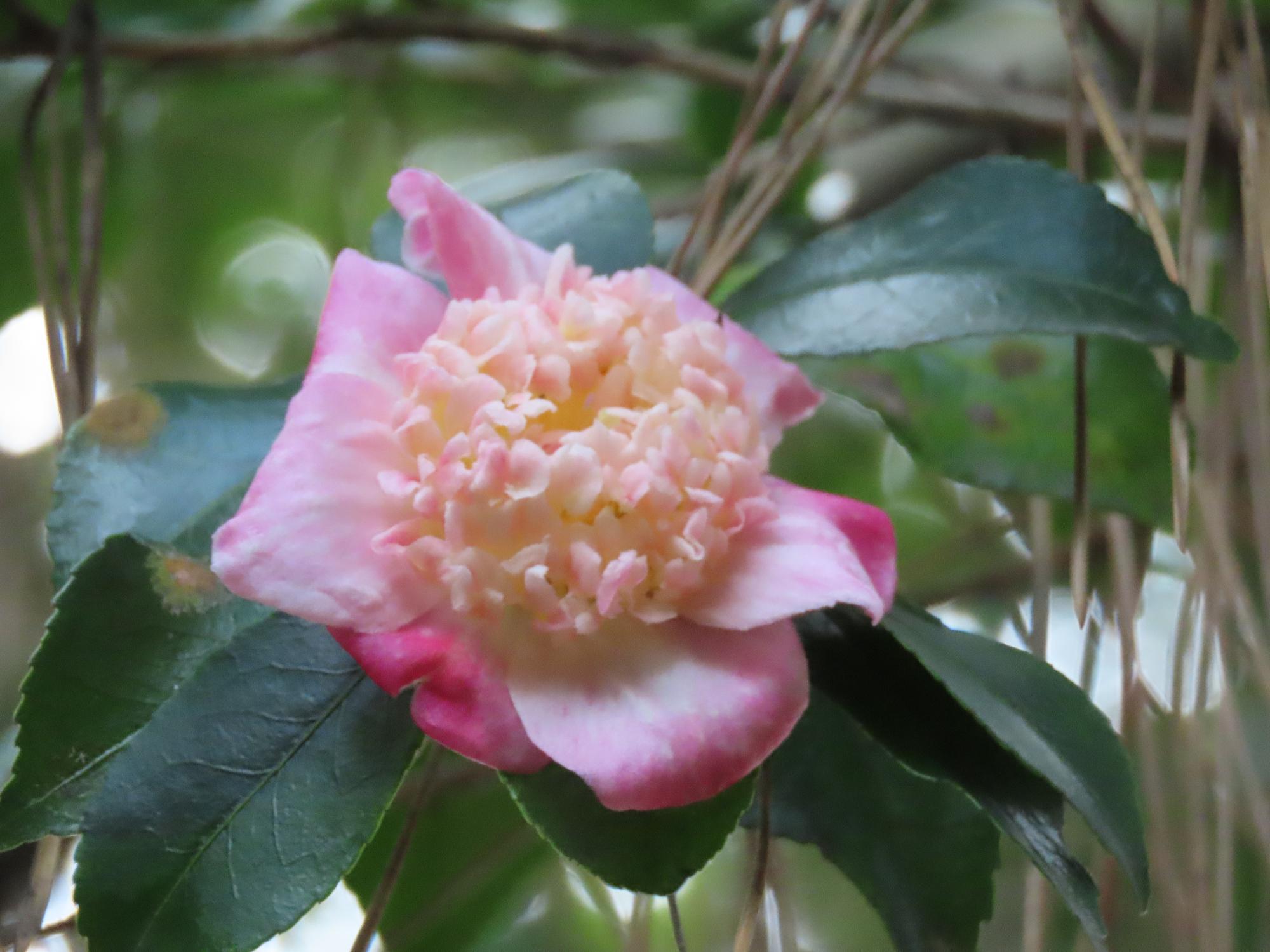 山茶花（丁字車）