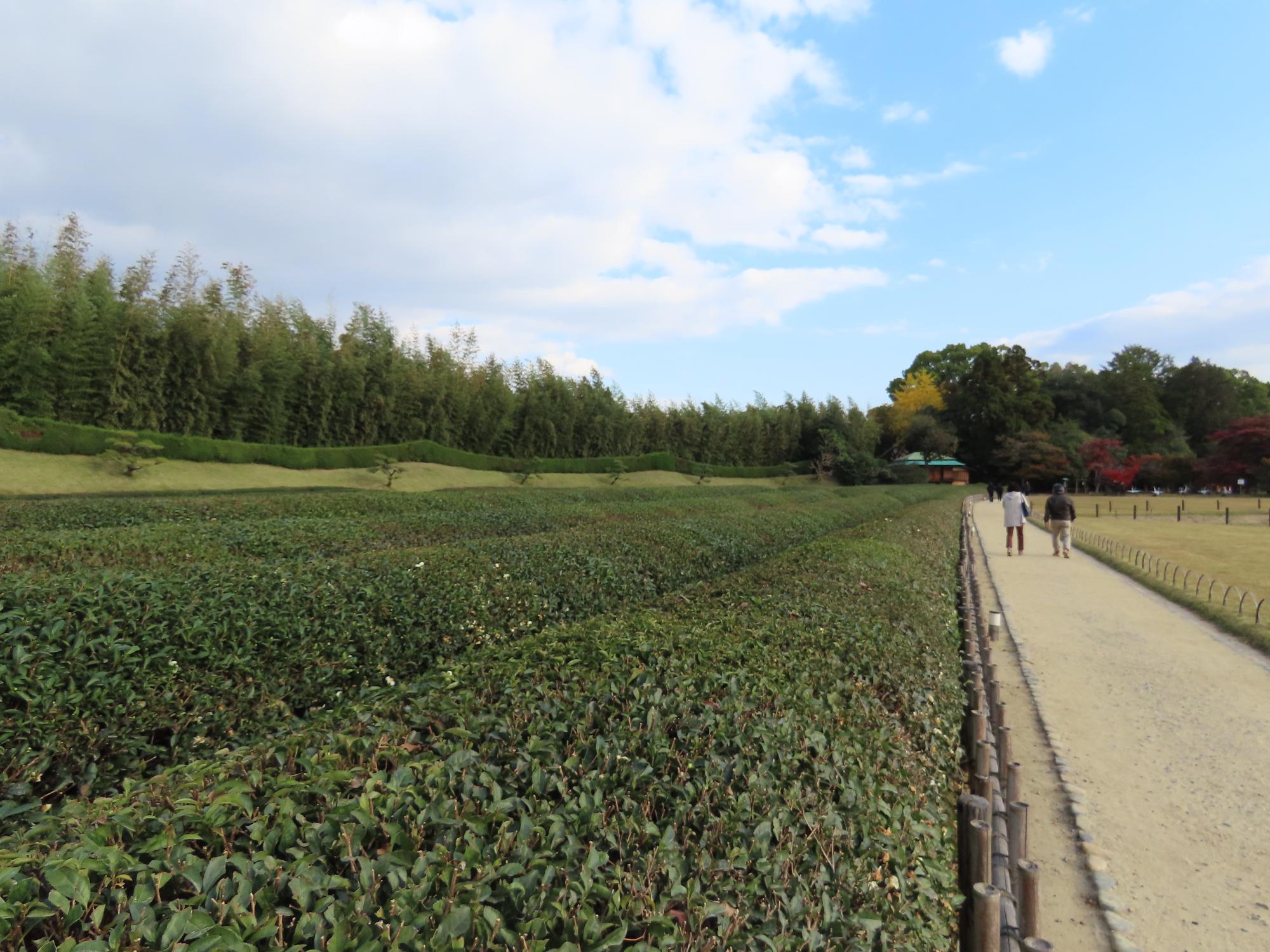 茶畑