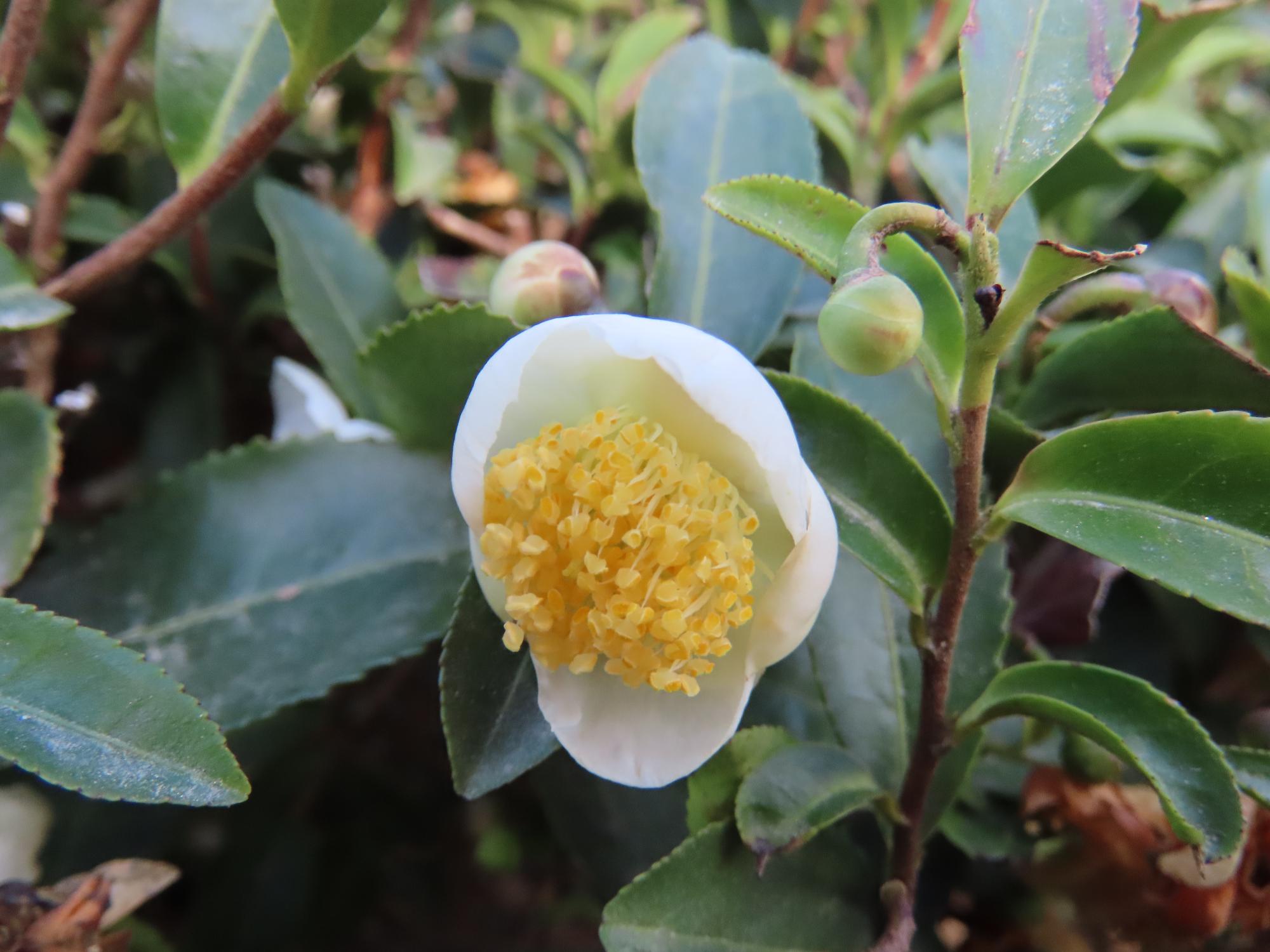 茶の花