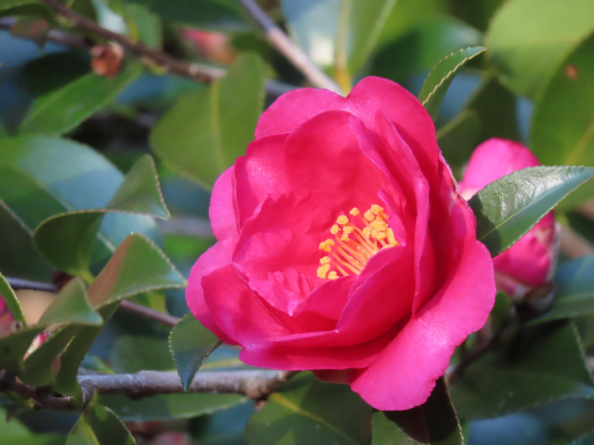 花だより】蝋梅（ろうばい）、椿（つばき）、山茶花（さざんか）など
