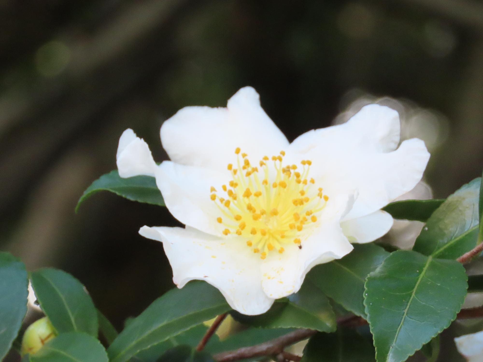 山茶花（一重）