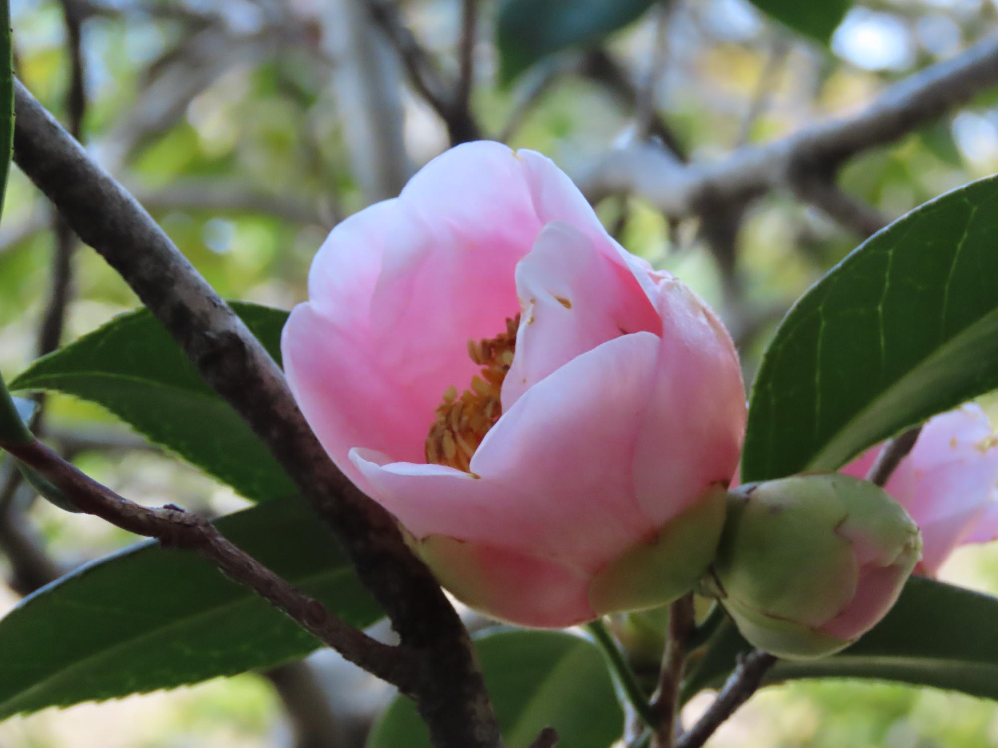 花だより】蝋梅（ろうばい）、椿（つばき）、山茶花（さざんか）など