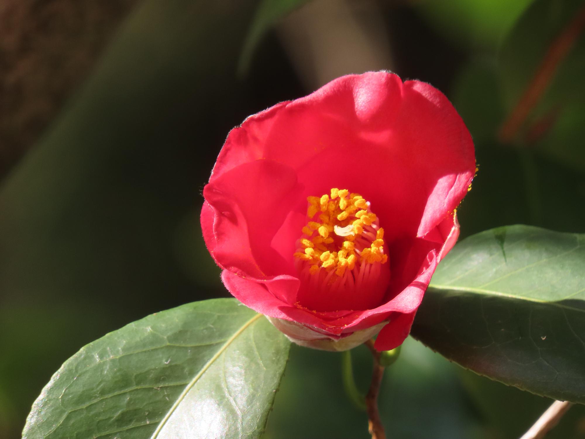花だより】蝋梅（ろうばい）、椿（つばき）、山茶花（さざんか）など