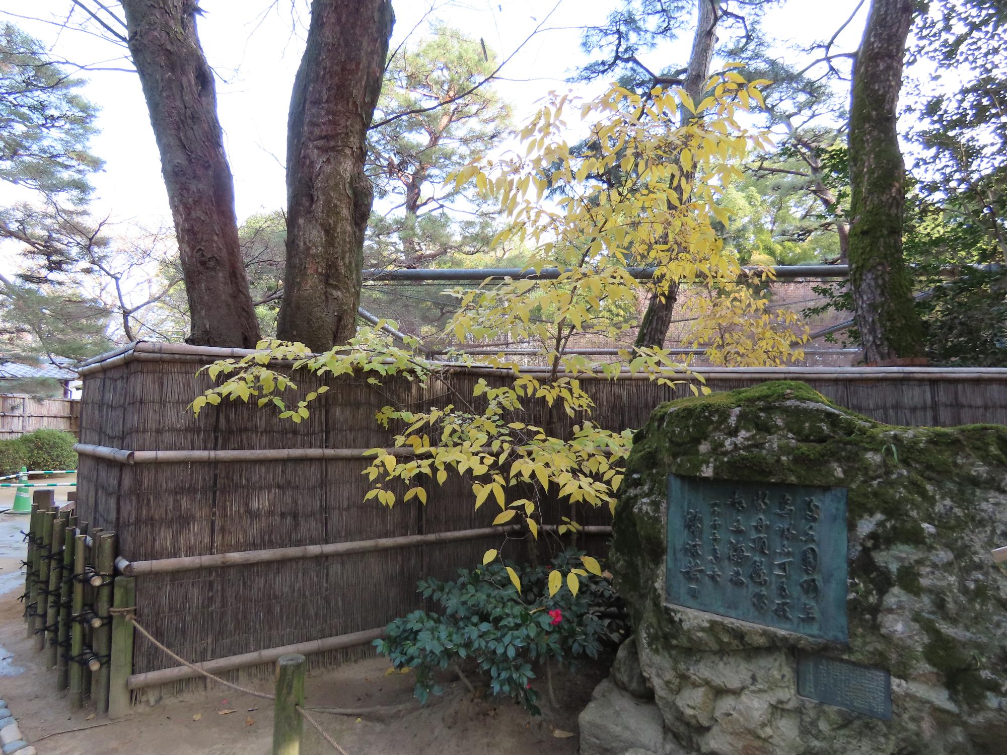 花だより】蝋梅（ろうばい）、椿（つばき）、山茶花（さざんか）など