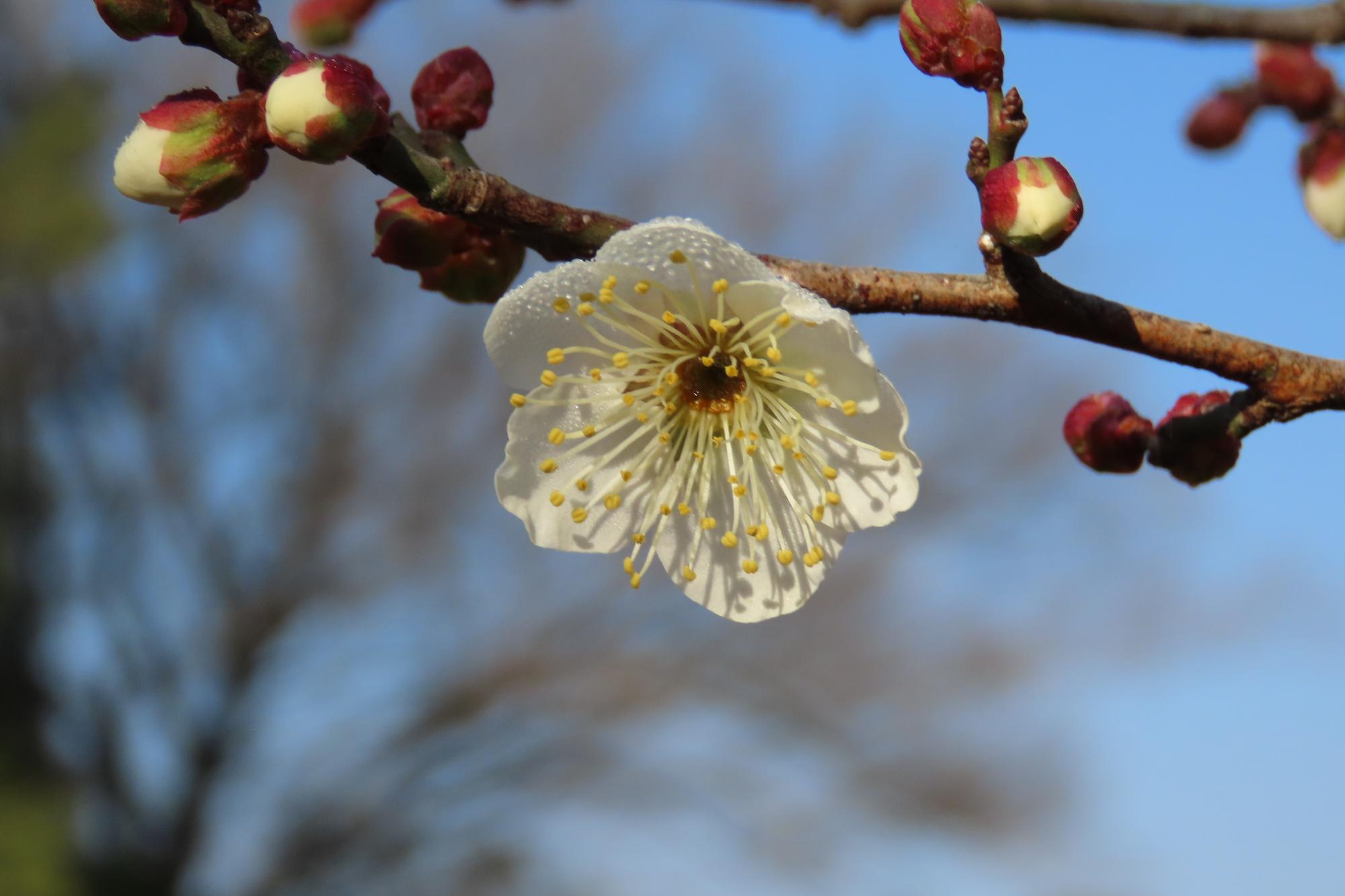 白梅（一重）