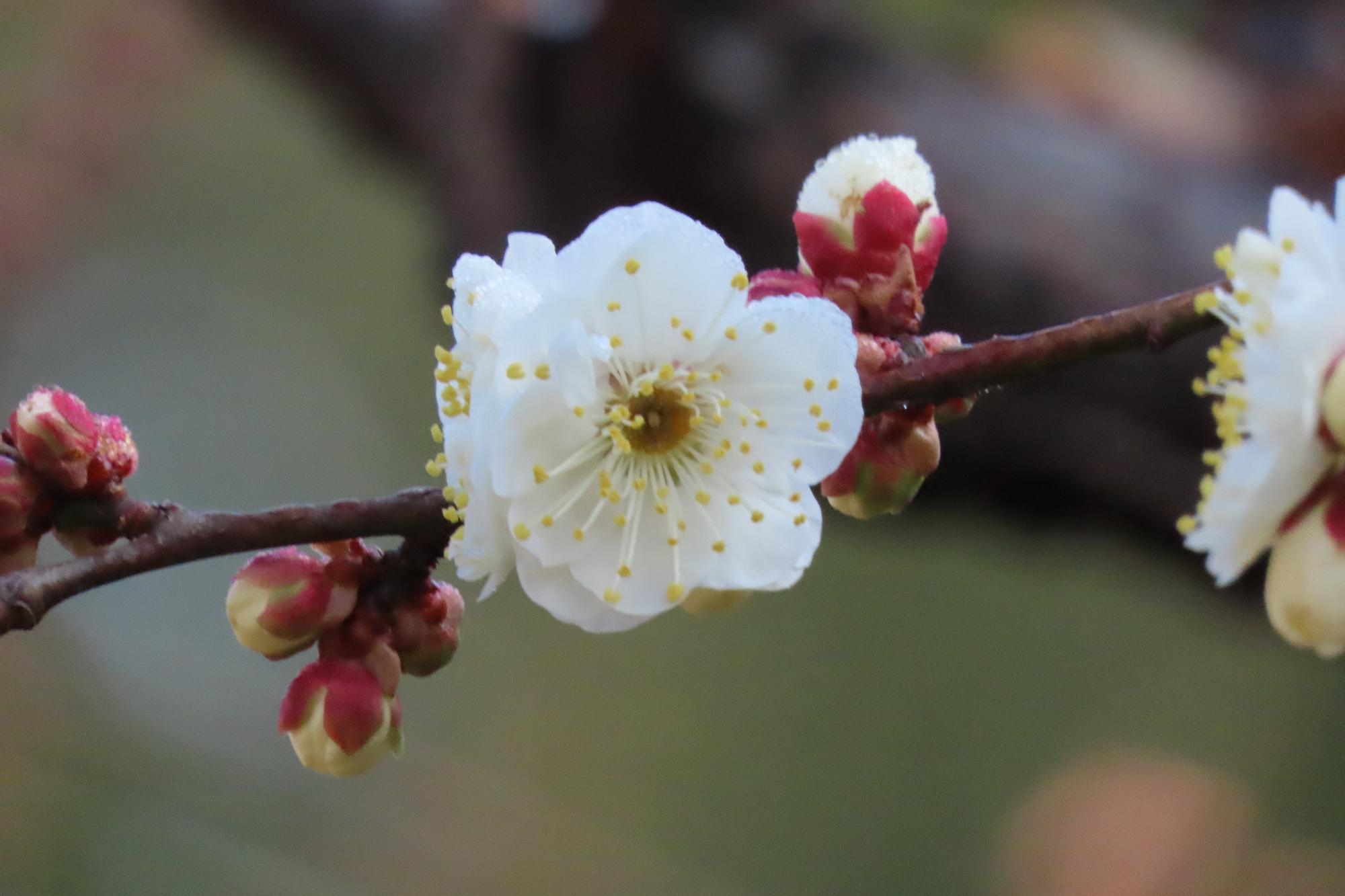 白梅（八重）