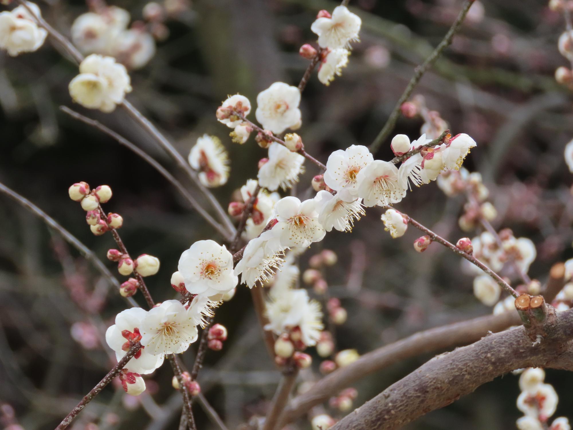 白梅（八重）