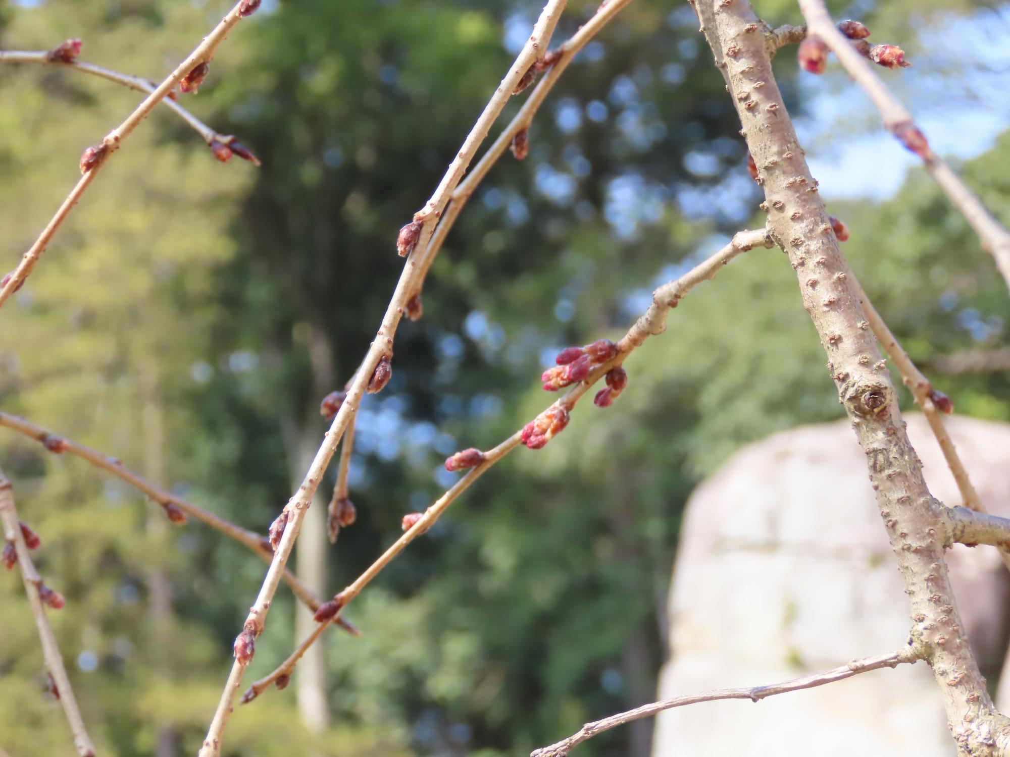 ヤエベニシダレ