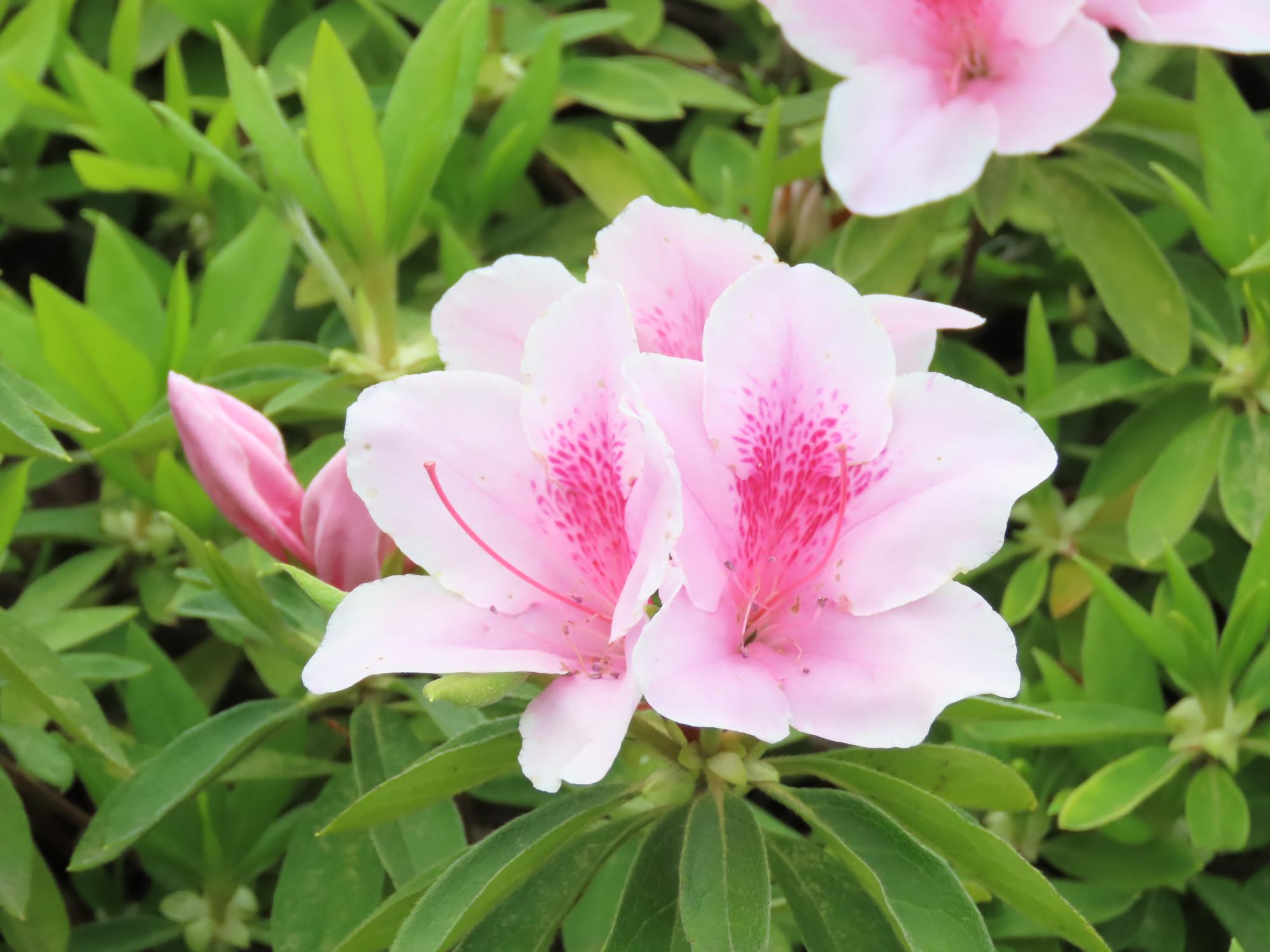 ツツジ（ピンク色）