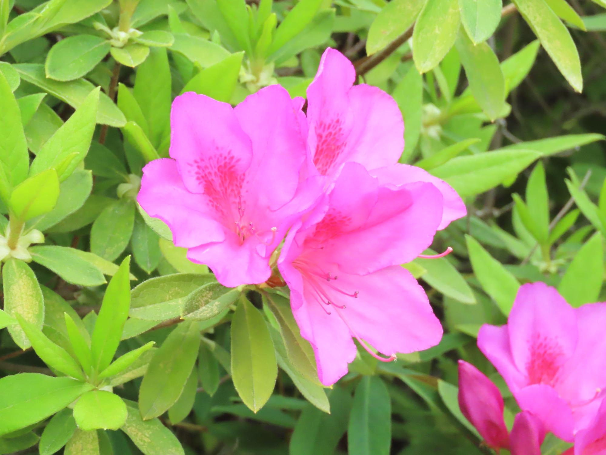 ツツジ（赤色）