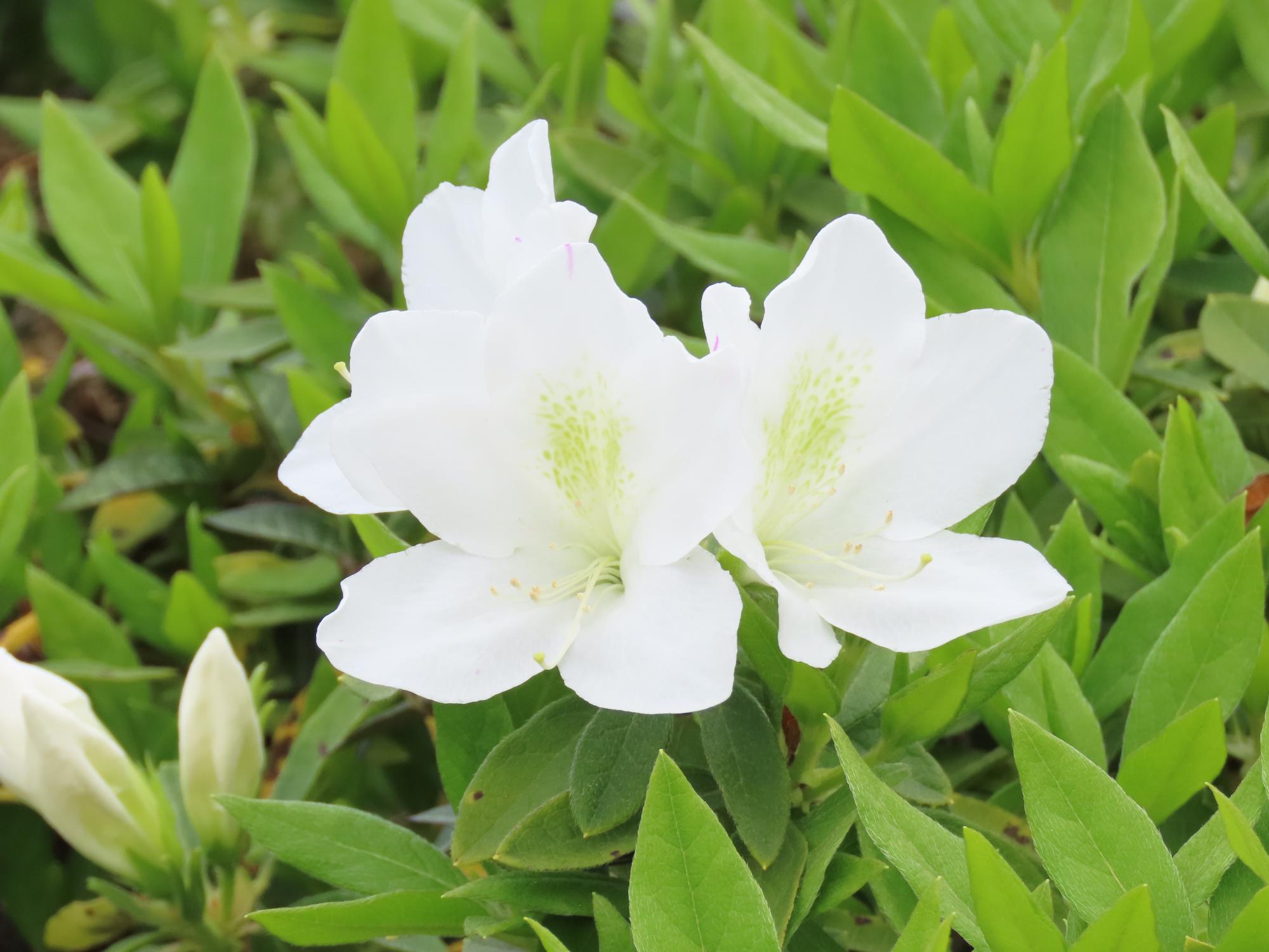 ツツジ（白色）