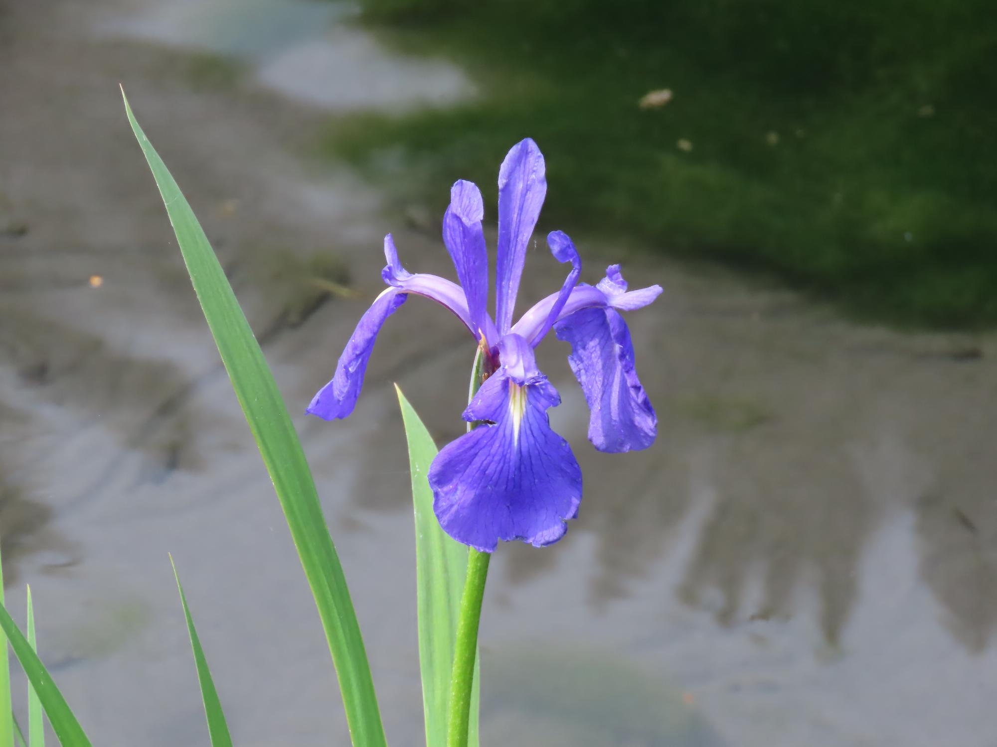 カキツバタ