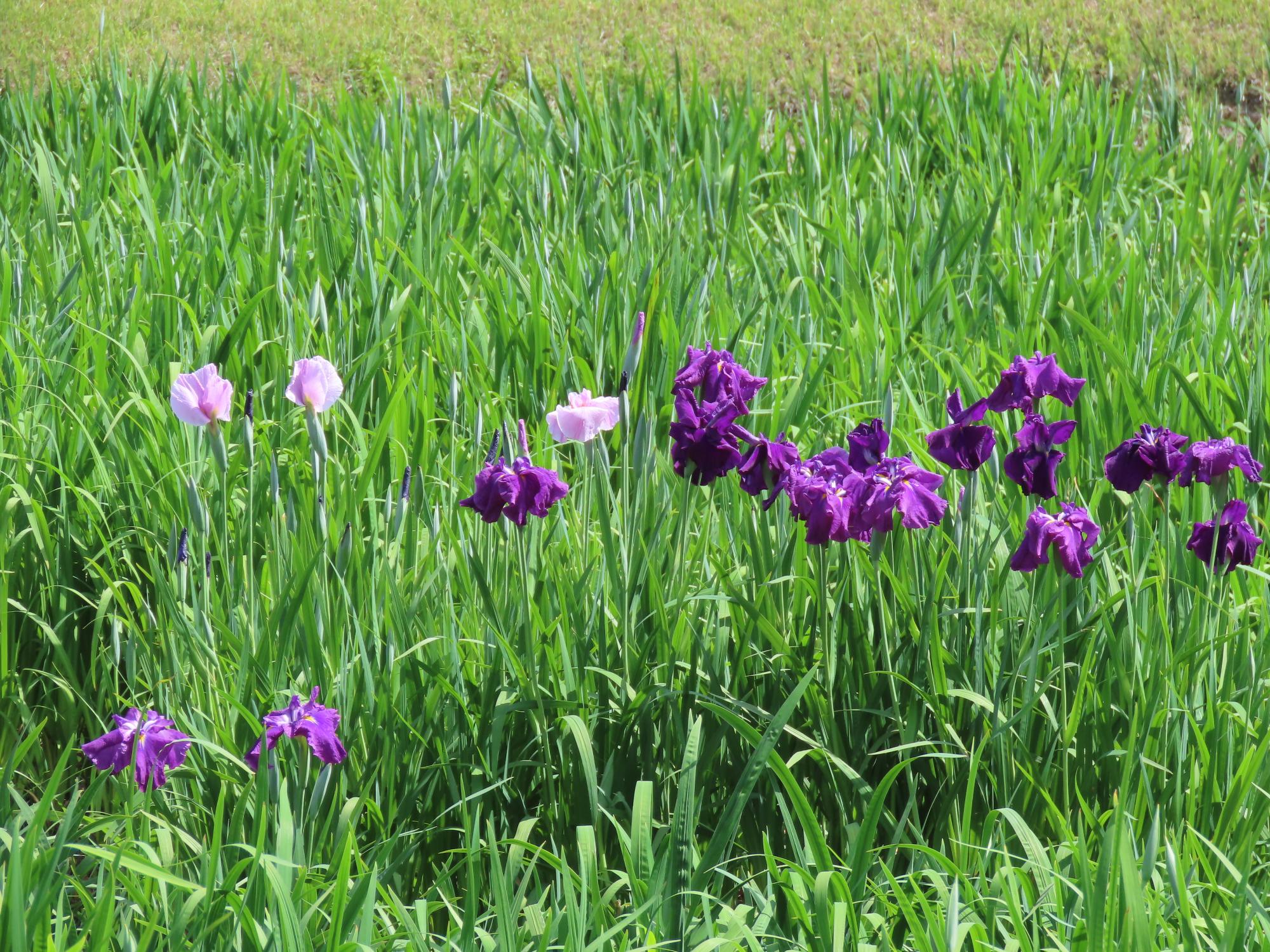 ハナショウブ