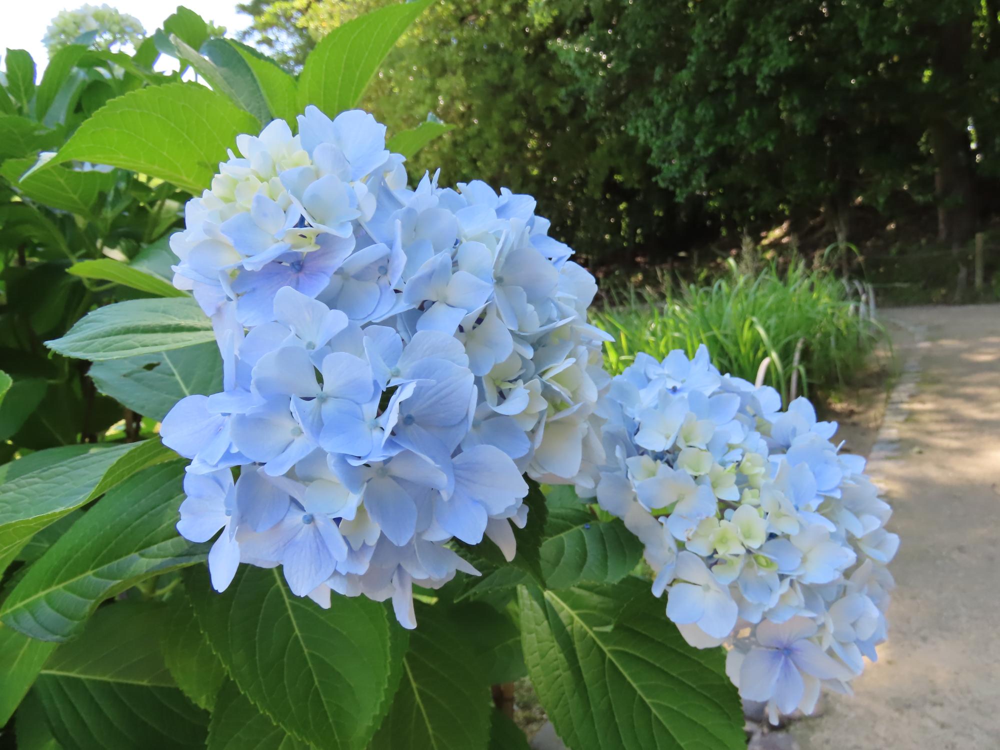 紫陽花