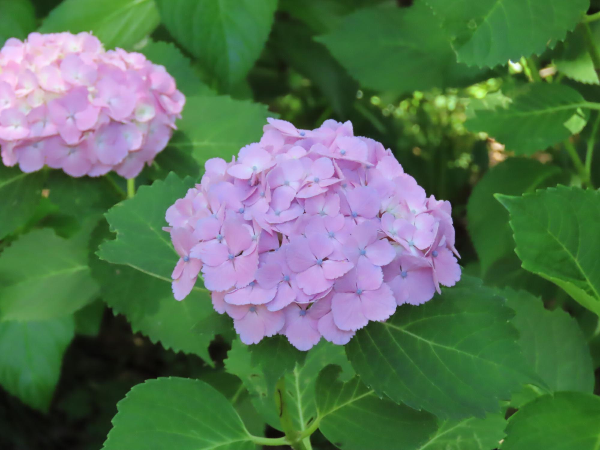 紫陽花