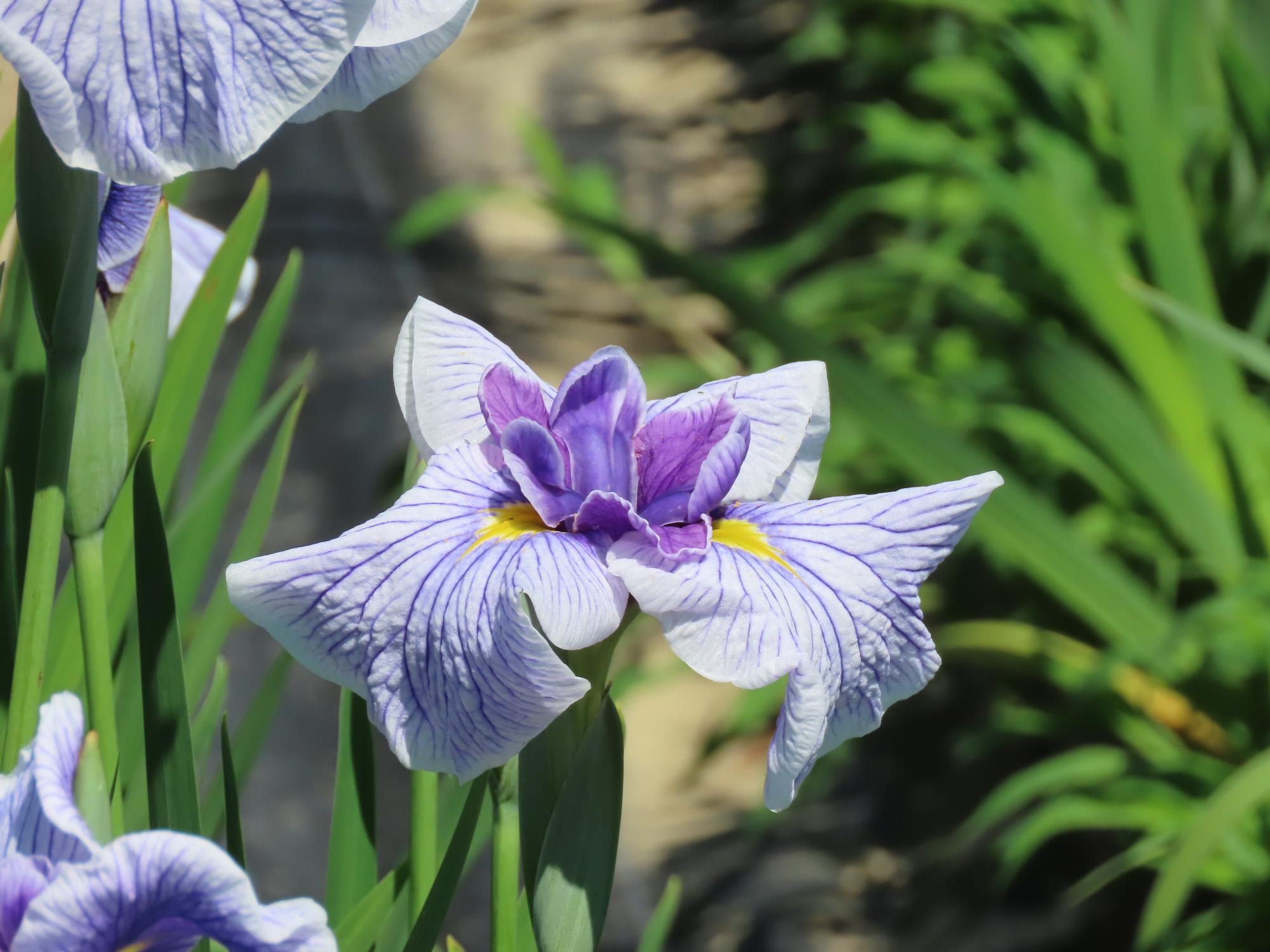 花菖蒲（白青筋）