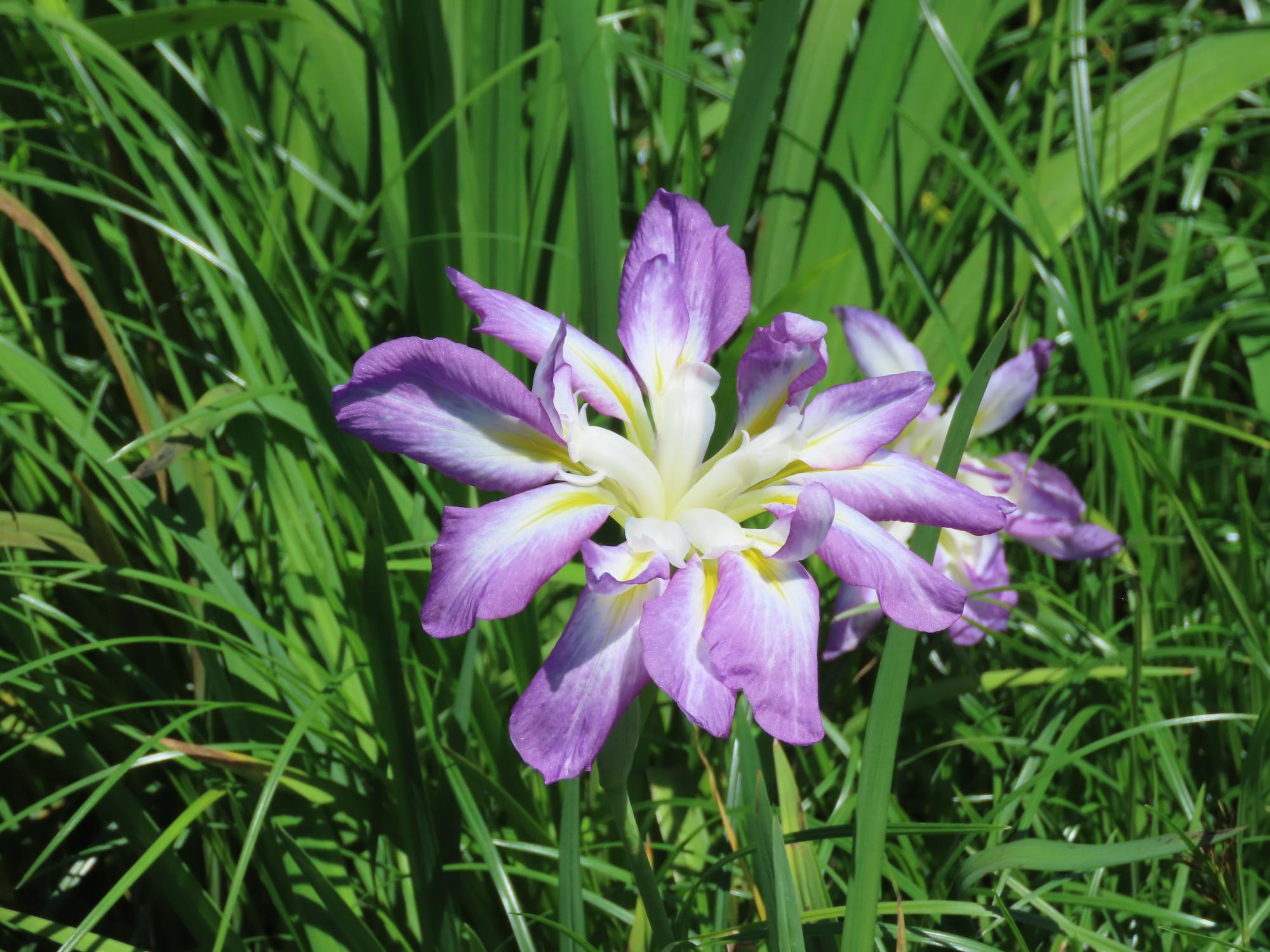 花菖蒲（珍花）