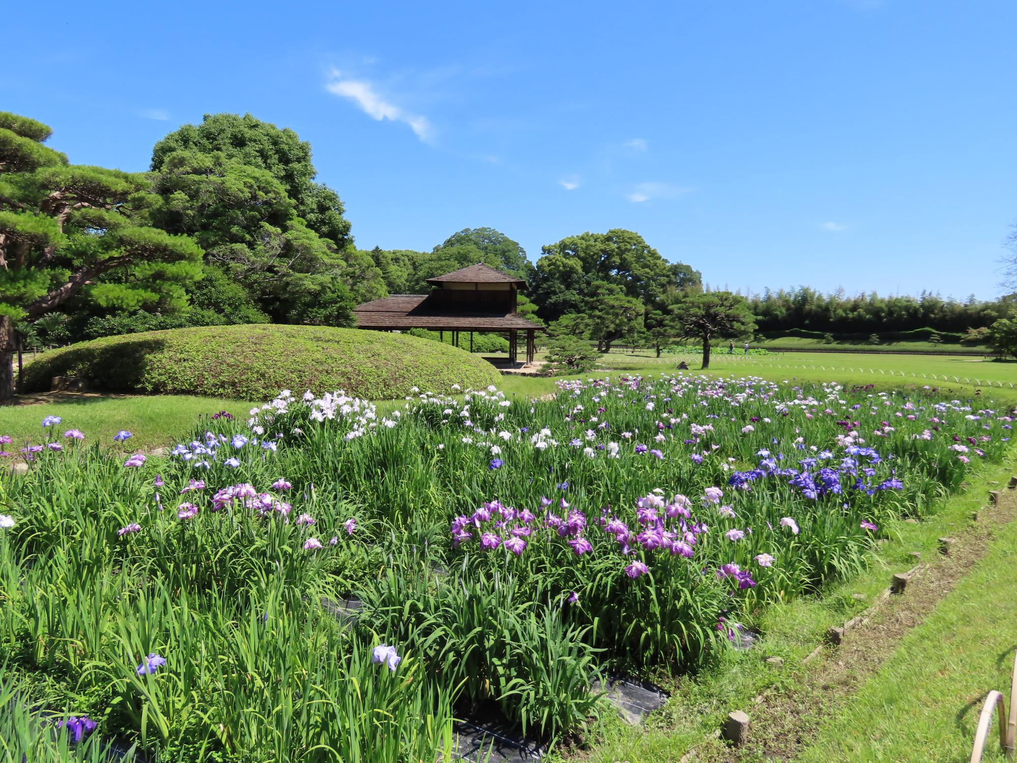 花菖蒲畑