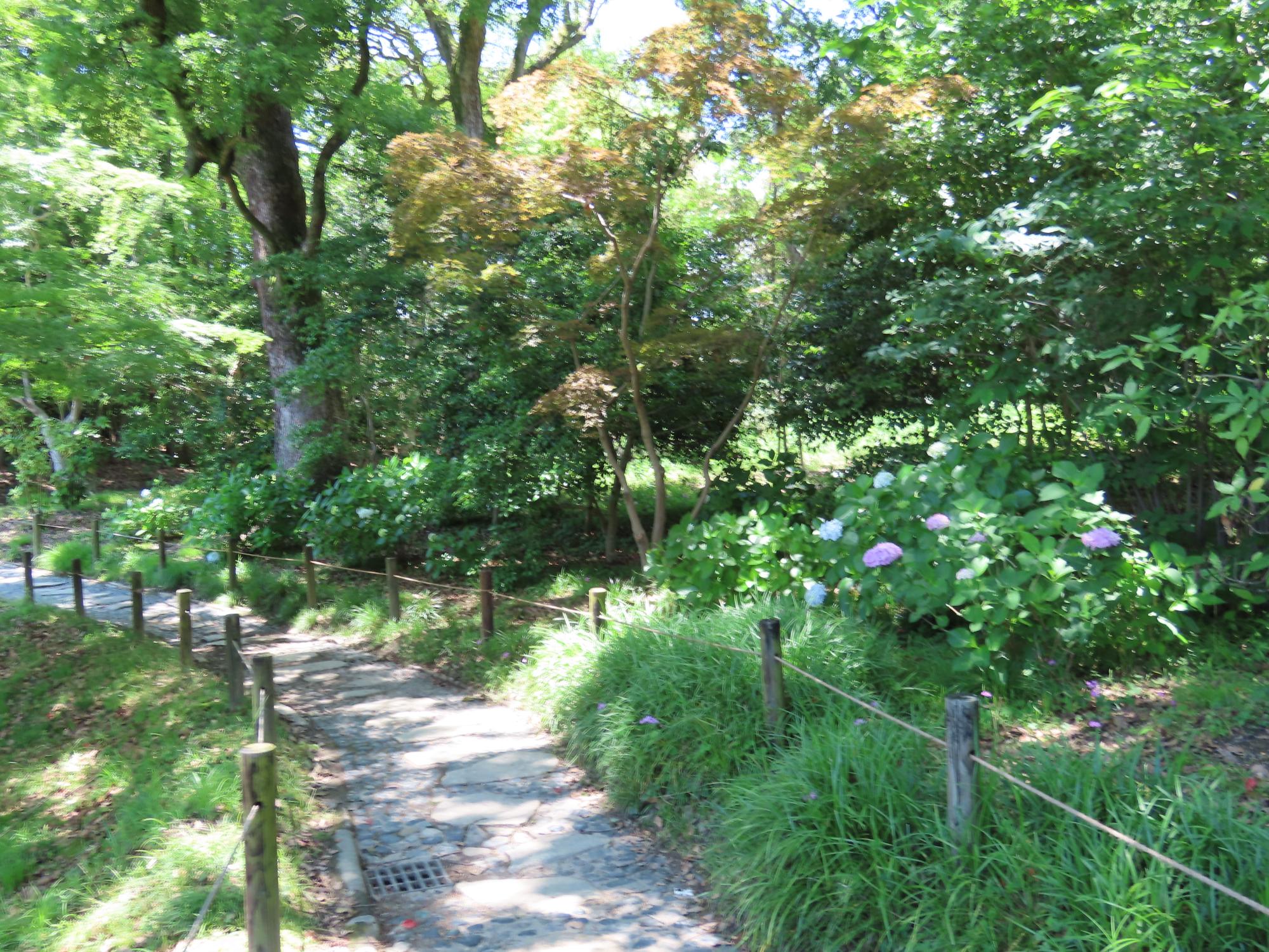 花葉の池