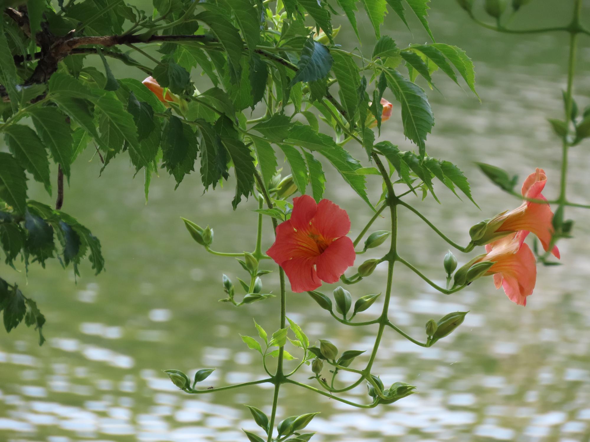凌霄花（のうぜんかずら）