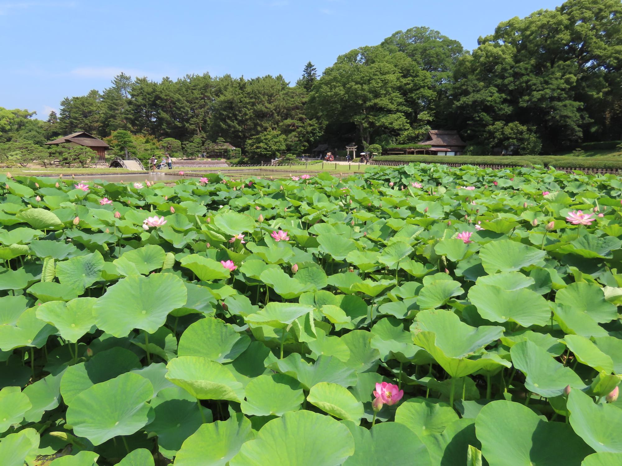 井田
