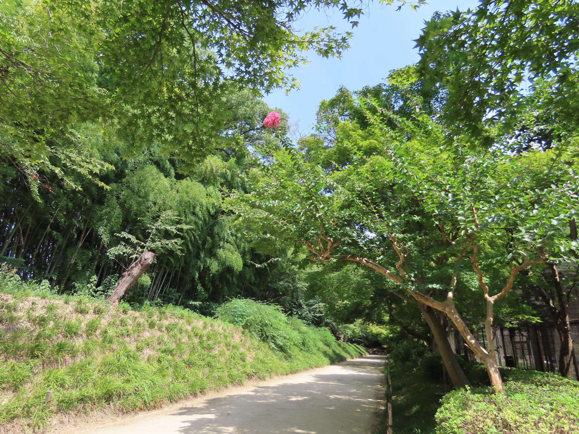 鶴舎