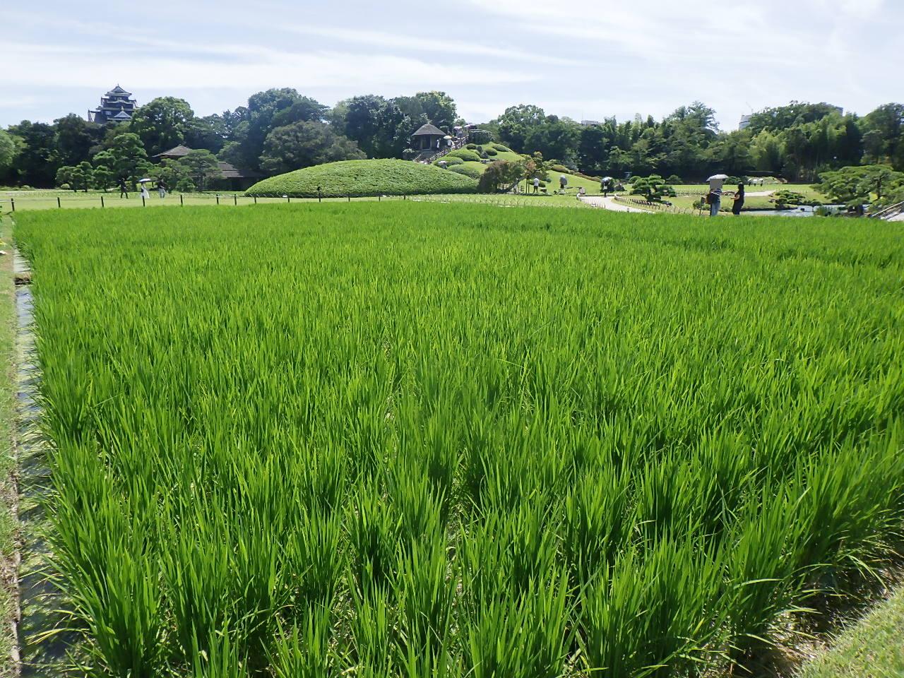 井田