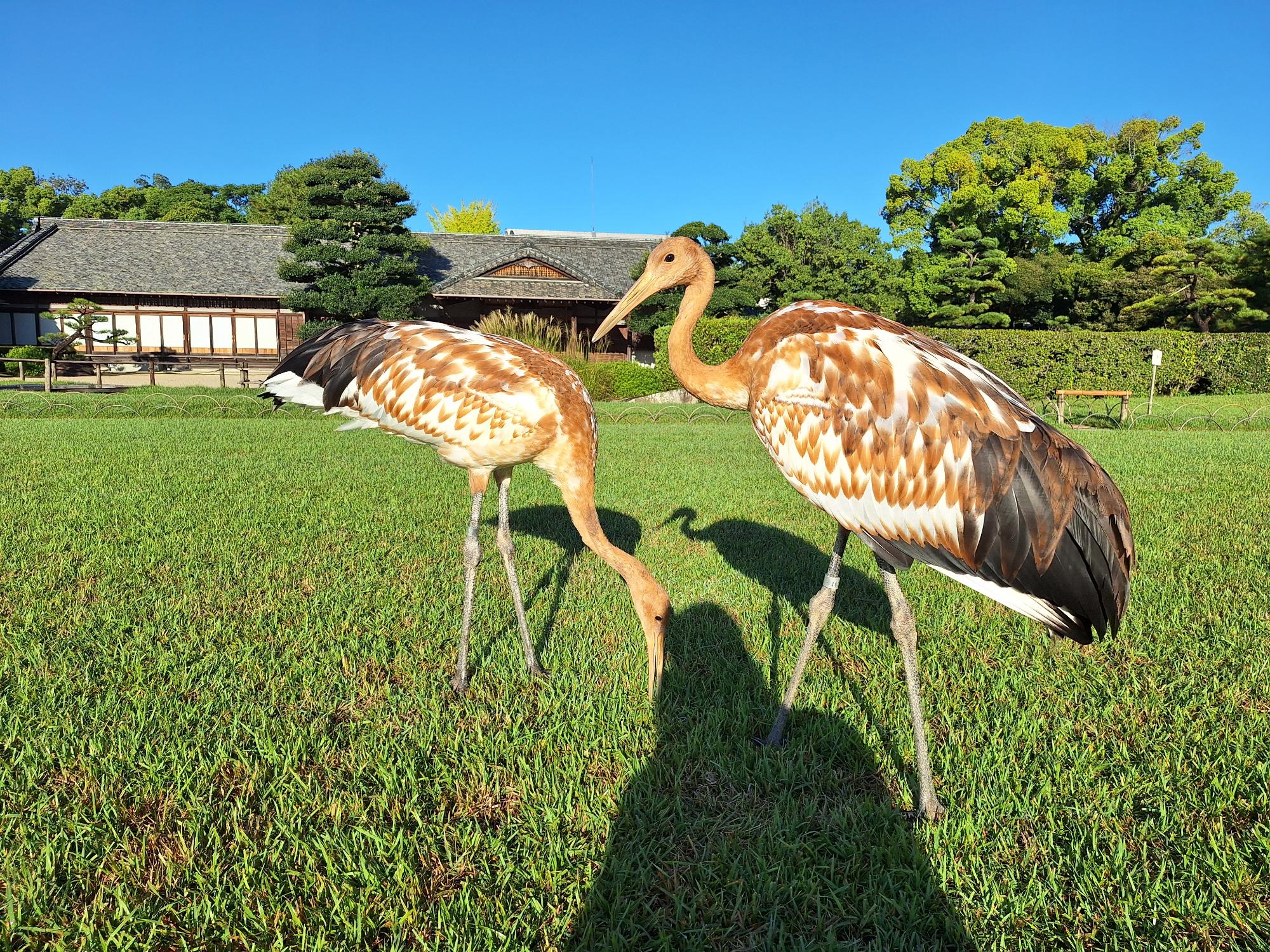 ヒナたちの写真