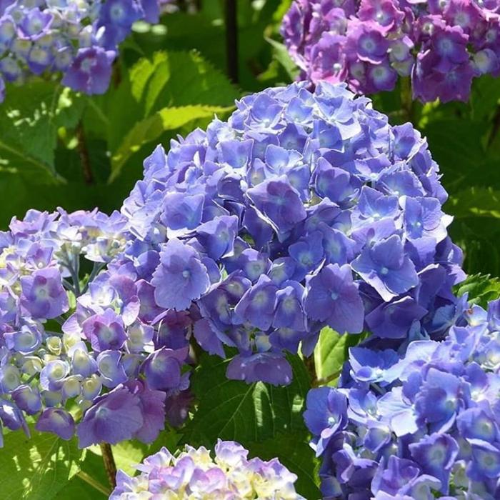 色づく紫陽花