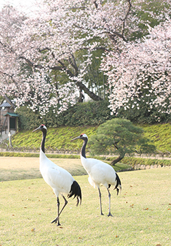 Red-Crowned Cranes of Korakuen