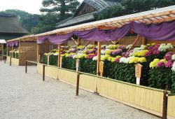 Esposizione dei crisantemi della Prefettura di Okayama
