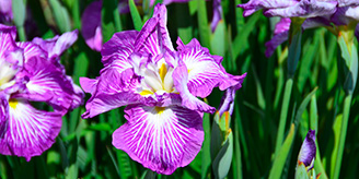 Iris giapponesi