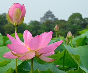 9 Lotus