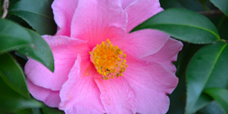 Sasanqua Camellia