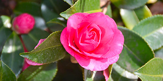 Kantsubaki Camellia