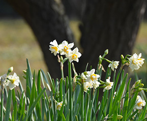 16 Daffodil