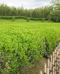 16 Tea Plantation