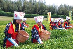 Tea Picking Festival