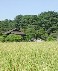15.Seiden (Rice Fields)